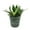 1 Plant, variant on Lotus Snake Plant - Live Plant in a 4 Inch Growers Pot - Sansevieria Trifasciata 'Lotus Hahnii' - Beautiful and Elegant Easy Care Indoor Houseplants