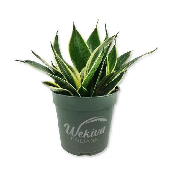 Lotus Snake Plant - Live Plant in a 4 Inch Growers Pot - Sansevieria Trifasciata 'Lotus Hahnii' - Beautiful and Elegant Easy Care Indoor Houseplants