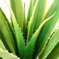 thumbnail image 4 of Vintage Home Artificial Faux Real Touch 53" Agave Plant, 4 of 4