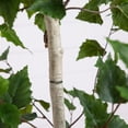 thumbnail image 5 of Nearly Natural Artificial Birch Potted Tree - 7' - Green, 5 of 7