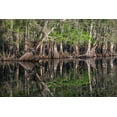 thumbnail image 2 of Jones, Adam 32x23 White Modern Wood Framed Museum Art Print Titled - Early spring view of cypress trees reflecting on blackwater area of St Johns River-central Florida, 2 of 4