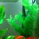thumbnail image 2 of Ficarrico - Juego de 10 plantas de agua de alta simulación para pecera de plástico artificial, decoración para acuario, 2 of 8