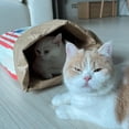thumbnail image 2 of Methold Preciosas cajas para perros, bolígrafos hechos de papel Kraft | Gato doméstico de papel de palomitas de maíz limpio y libre de Juguetes para gatos, 2 of 6