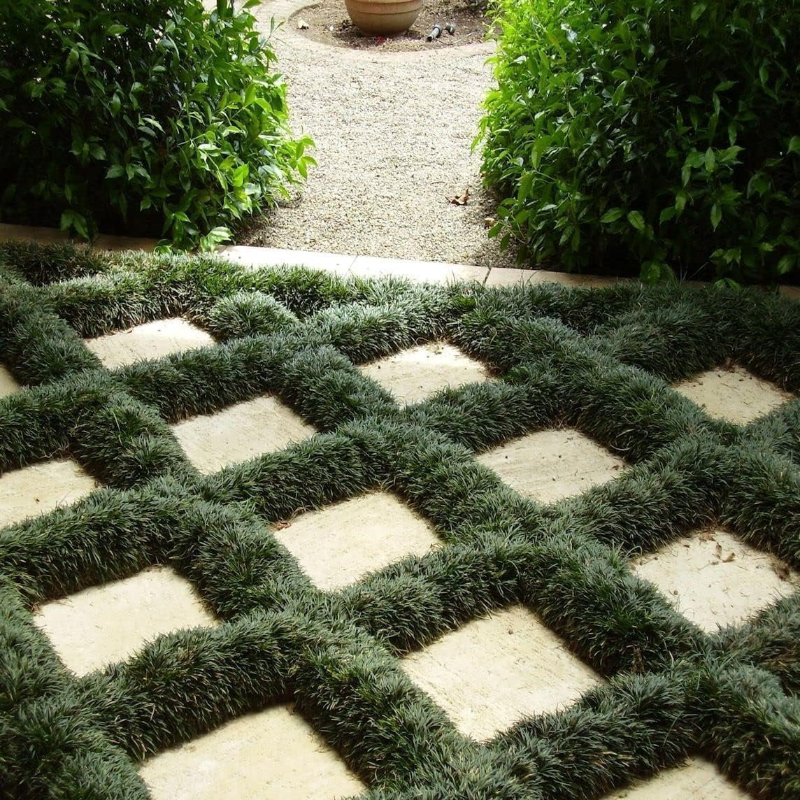 Dwarf Mondo Grass Plants  200 Live Bare Root Pips  Ophiopogon Japonicus Nanus  Perfect for Ground Cover & Borders  Hardy & Low Maintenance