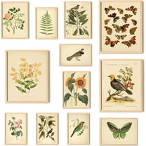 97 DECOR Vintage Botanical Wall Art, Butterfly Poster Bird Print (UNFRAMED)