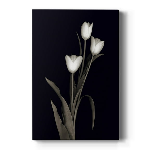 Tulip Pose I Premium Gallery Wrapped Canvas - Ready to Hang