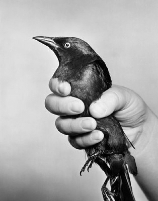 Closeup of a person's hand holding a bird Poster Print (18 x 24