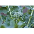 thumbnail image 4 of Rapini Broccoli Rabe Seeds/ Annual/ Full Sun/315 Seeds 1 Gram/ Zellajake Farm and Garden - B117, 4 of 4