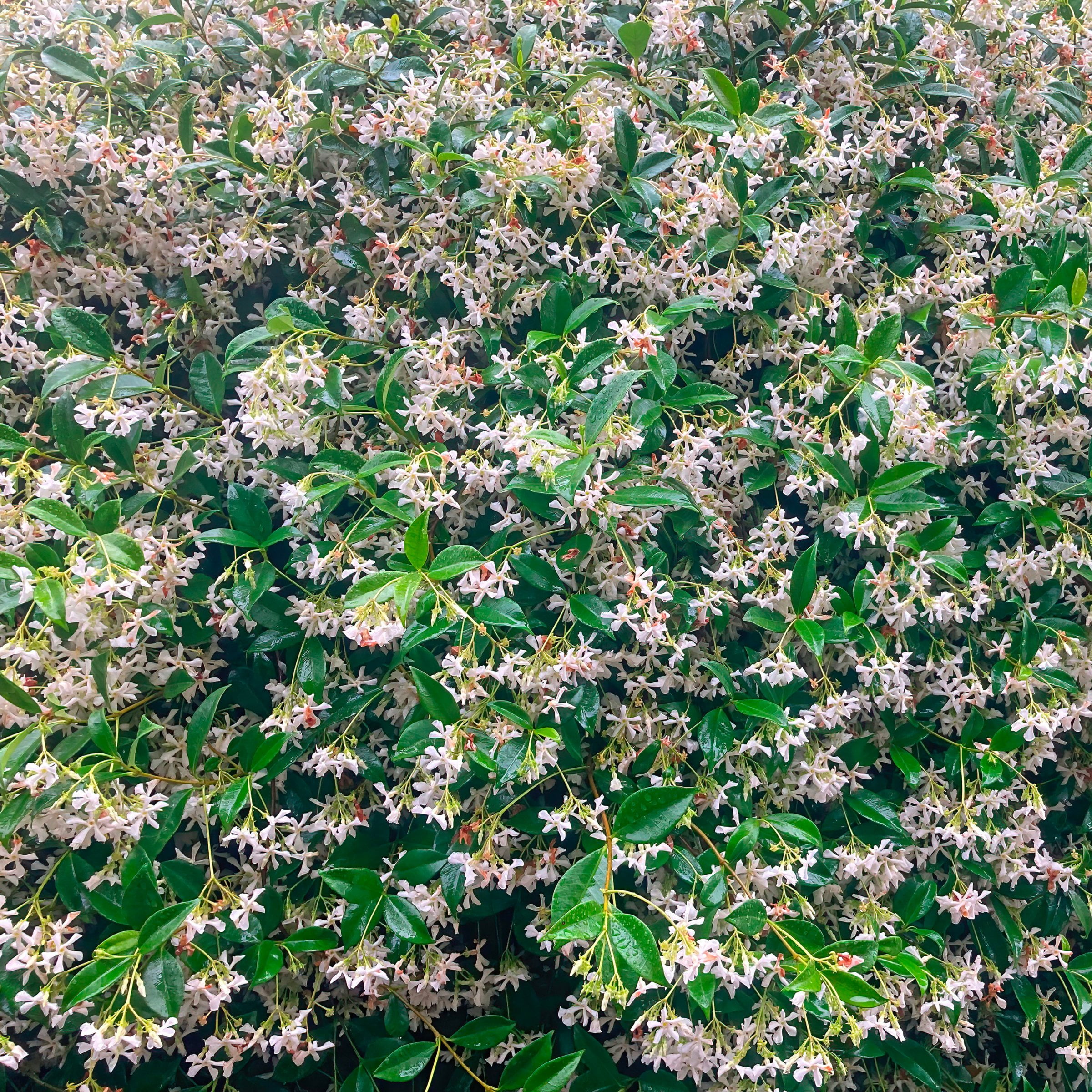 National Plant Network 1 gal Asiatic Jasmine Live Perennial Plant with White Flowers