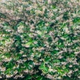 thumbnail image 4 of National Plant Network 1 gal Asiatic Jasmine Live Perennial Plant with White Flowers, 4 of 5