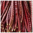 thumbnail image 3 of Everwilde Farms - 25 Red Yard Long Bean Seeds - Gold Vault Seed Packet, 3 of 5