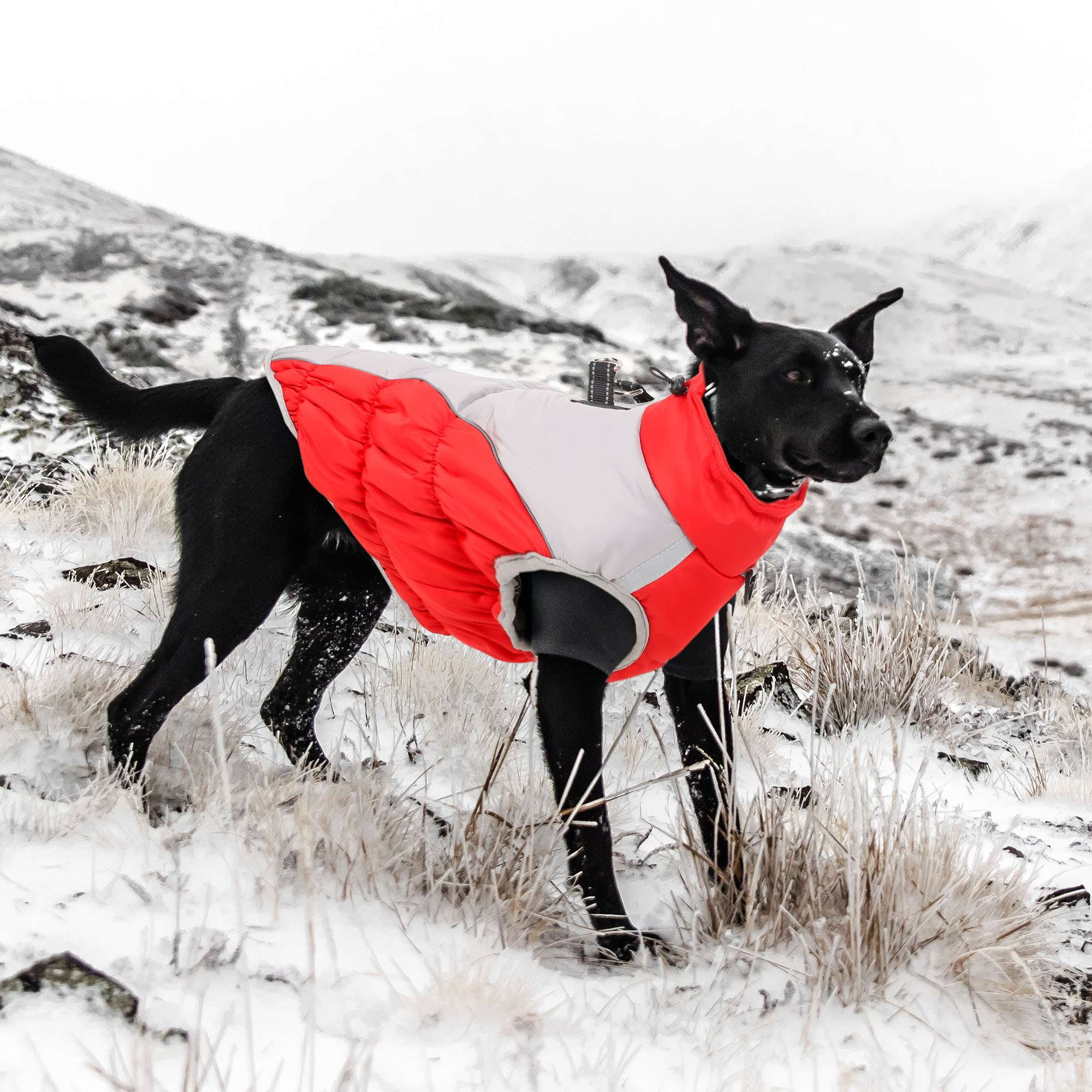 BadPiggies Warm Dog Winter Coat Reflective Dog Jacket Waterproof Cold Weather Pet Vest for Medium Large Dogs XL-6XL