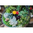 thumbnail image 5 of 100pcs Mix Rare Succulent Seeds for Planting, DIY Bonsai Ornamental Plant, Non-GMO Open Pollinated Seeds Succulent Plant Seeds, 5 of 8