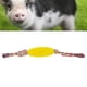 thumbnail image 4 of Juguete De Dentición Molar Para Cachorros, No Es Fácil De Romper Juguete Masticable Para Mascotas Cultivar El Comportamiento De Mordida Correcto Banda Amortiguadora Para ANGGREK AC8583, 4 of 8