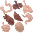 thumbnail image 3 of MasteelfCA 8Pcs Human Organ Model Anatomy Study Tools 3D Anatomy Model Prop Teaching Prop, 3 of 9
