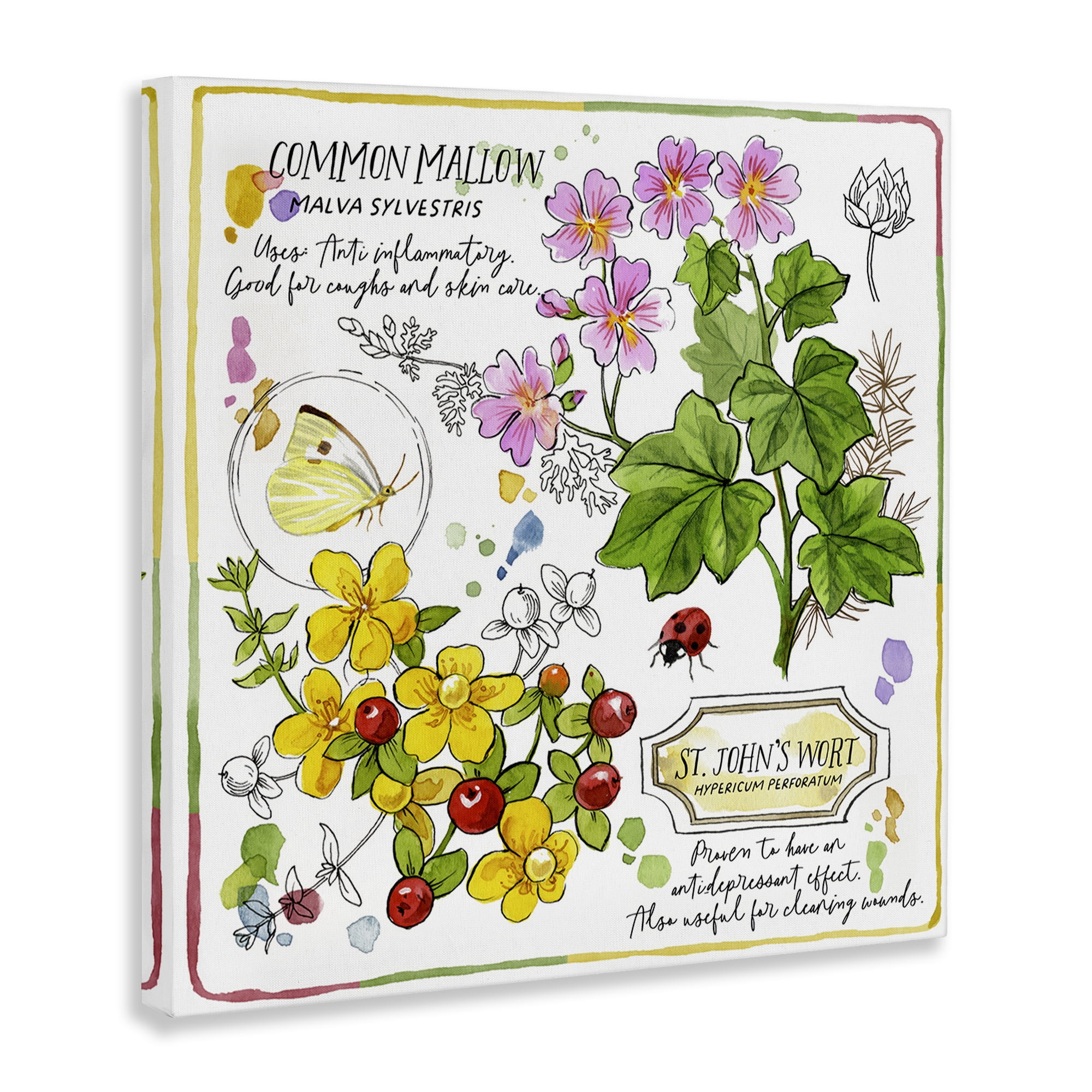Stupell Industries Wild Herbs Benefits Plants & Flowers Painting Wrapped Canvas Art Print Wall Art, 17 x 17