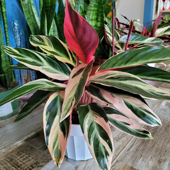 Tricolor Stromanthe-Stromanthe sanguinea 'Triostar'-Air Purifying Indoor Plant  10" Pot