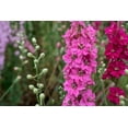 thumbnail image 3 of 100 SUBLIME PINK LARKSPUR Consolida Ambigua Ajacis Delphinium Bright Pink Flower Seeds, 3 of 6