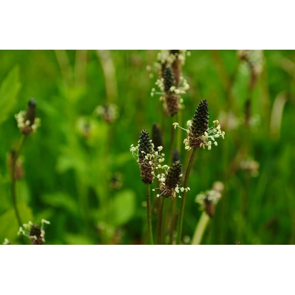 CZ Grain 50 Narrowleaf Plantain Plantago Lanceolata Plant Seeds