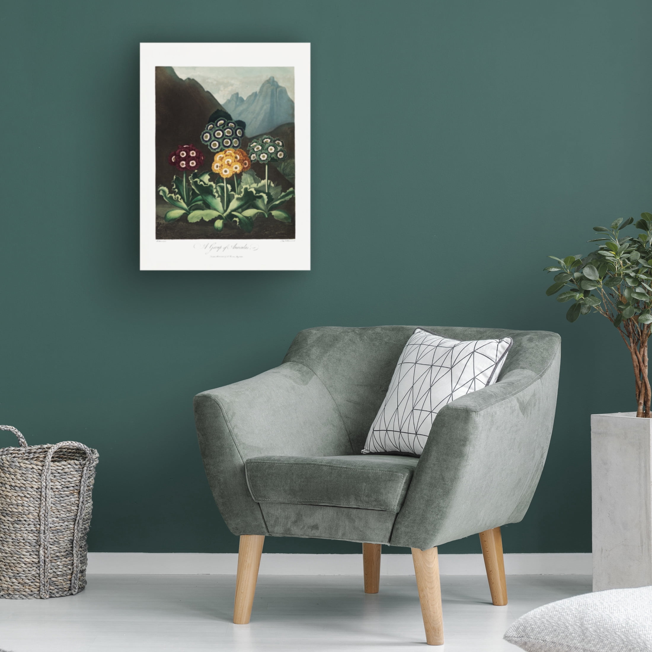 Trademark Fine Art Pictufy A Group of Auriculas from The Temple of Flora 1807 Canvas Wall Art