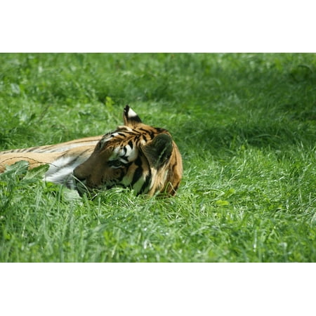 Green Tiger Print LAMINATED POSTER Green Grass Grass It Lies Tiger Nature Meadow Zoo Poster Print 24 x 36 ()