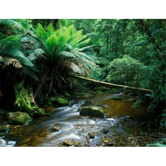 Danita Delimont PDDAU01RTI0003B Nelson Creek Franklin Gordon Wild Rivers National Park Tasmania Australia Poster Print by Rob Tilley, 18 x 14