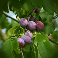 thumbnail image 3 of Methley Plum Tree – Sweet, Juicy, and Early-Ripening Plum Variety, 3 of 6