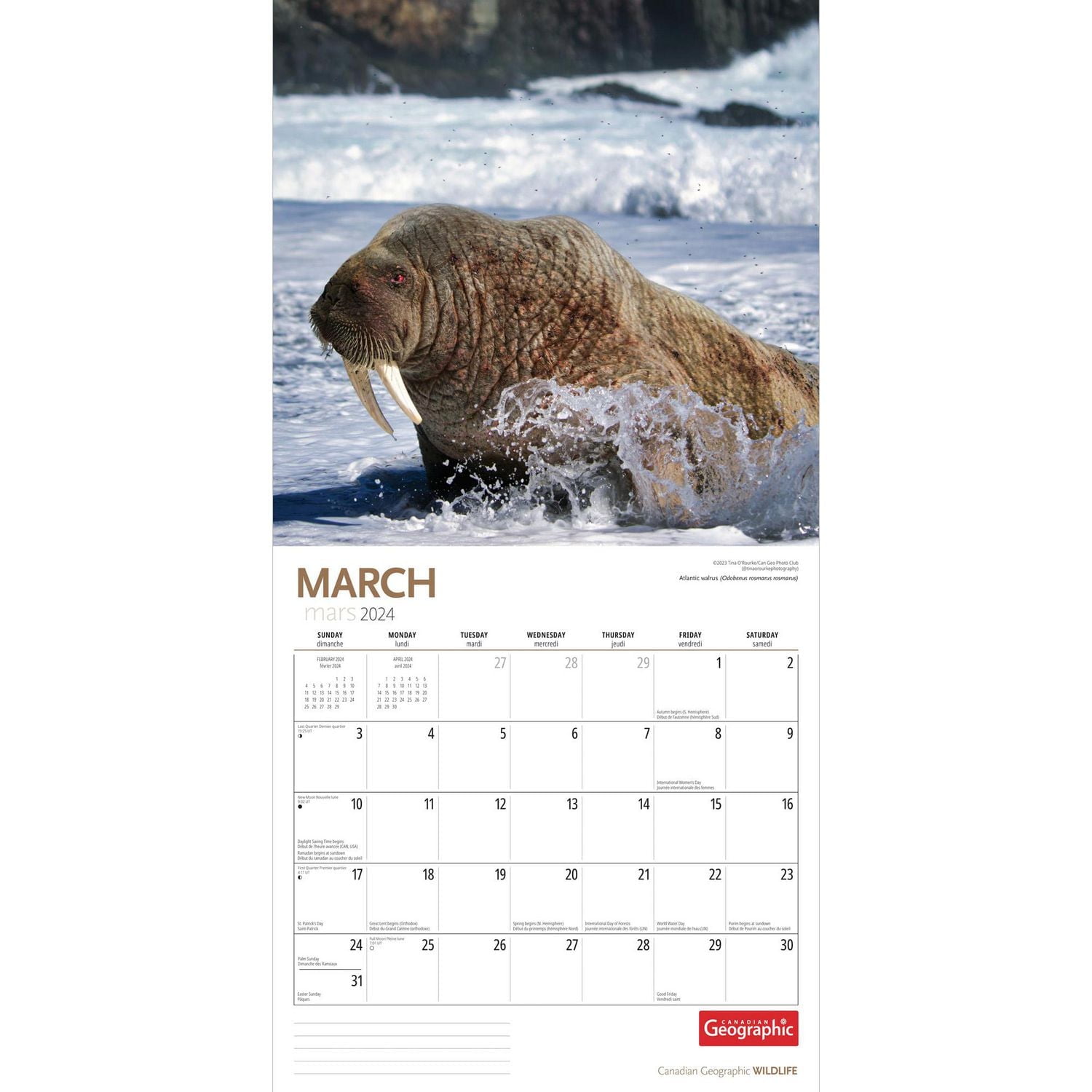 Wyman Publishing La Faune et la Flore par Canadian Geographic 2024 30.48x60.96 CM Mur Carré Calendrier, 9781525611445