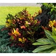 thumbnail image 2 of Nature's Way Farms Croton Mamey Live Plant (25-30 in. Tall) in Grower Pot, 2 of 4