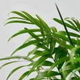 thumbnail image 3 of Parlor Palm Live Plant for Indoor | Different Houseplants in 3'' Pot | Real House Plant for Living Room, Office, Desk & Bathroom | Neanthe bella palm | Chamaedorea elegans, 3 of 6