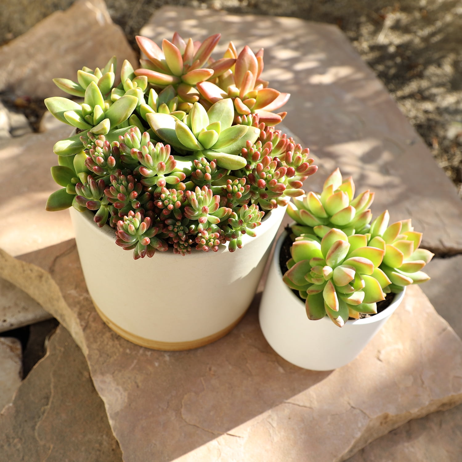 Element by Altman Plants 4 pack of 1 Quart Asst Sedum Succulents