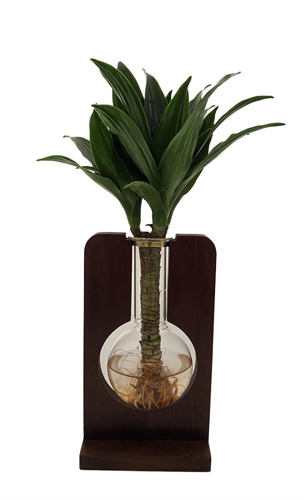 Flask with Live Dracaena Plant - 8.5 x 4.5 in - Live Trends -