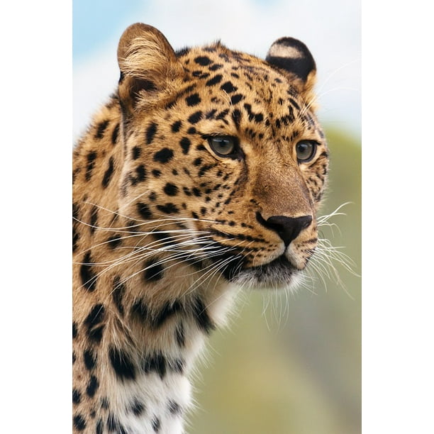 Animal Cheetah Carnivore Cat Big Leopard-20 Inch By 30 Inch Laminated