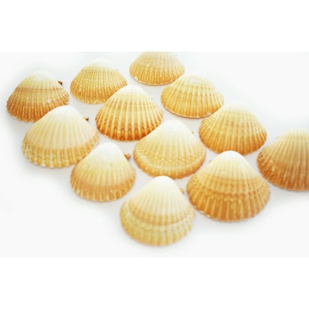 - Set of 12 Mexican Deep Scallops 2 1/2-3