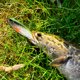 thumbnail image 5 of Cebo de pescado suave para pesca, cebo Artificial con cola en T, Wobblers Minnow, señuelo (estilo E), 3 uds. JShteea Para Estrenar, 5 of 7