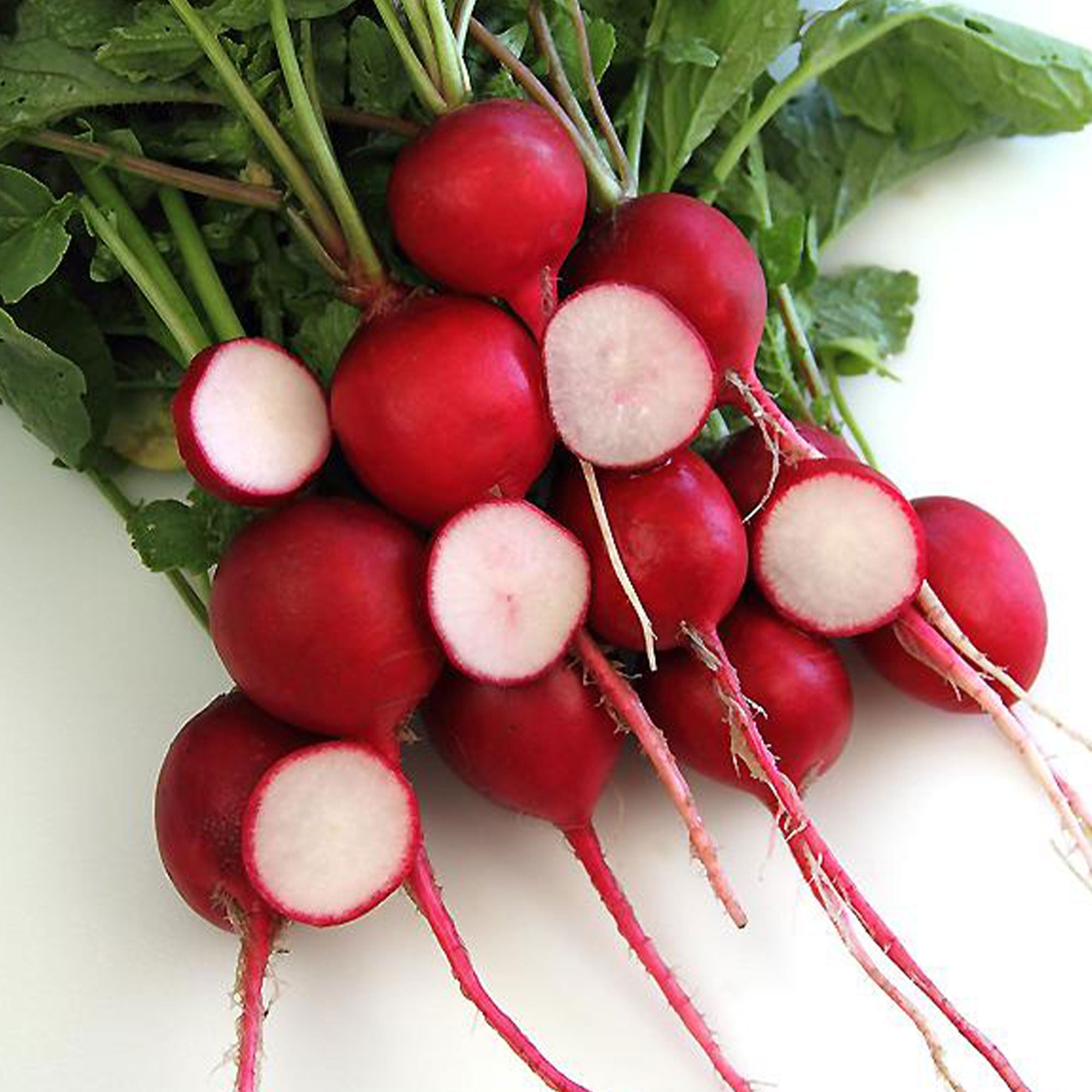 100 SEEDS NON-GMO Crimson Giant Radish Seeds 