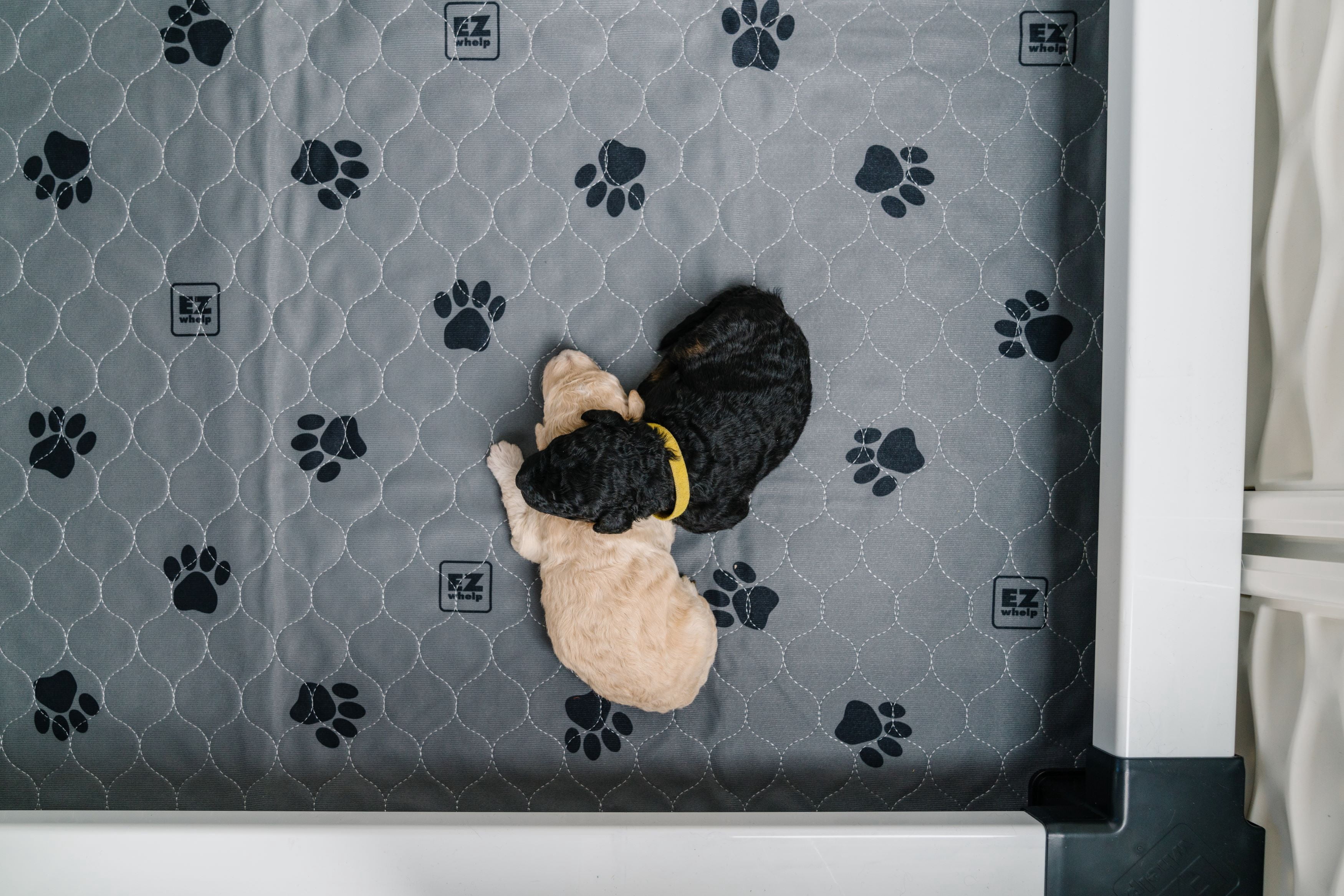 EZwhelp Premium Reusable Quick Dry Dog Pee Pads, 48x48 Inch 2 Pack – Waterproof, Washable, Non-Slip Training Pads for Large Dogs & Cats, Fast Absorbent, Durable Reusable Potty Mats