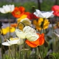 thumbnail image 6 of Champagne Yellow Icelandic Poppy - Vibrant Flowering Perennial for Garden Borders & Containers, Attracts Pollinators, Non-Toxic, Easy Care  1 Gallon (Pack of 10), 6 of 11