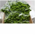thumbnail image 2 of Margarita Crisantemo Flor Natural Crisantemo Boton Verde Ramo de 5 tallos 70cm de alto, 2 of 4