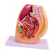 thumbnail image 2 of Modelo de anatomía reproductiva de la pelvis: investigación realista, educación científica detallada Femenino, 2 of 9