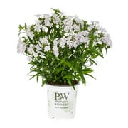 Angle View: Proven Winners 2.5QT Multicolor Phlox Live Plants with Grower Pot