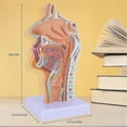 thumbnail image 3 of Nasal Cavity Throat Anatomy Model Human Anatomical Pharynx Larynx Model for Students Study Display Teaching, 3 of 5