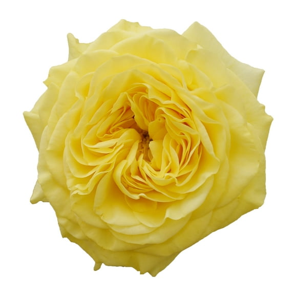 Bloomingmore Fresh Cut Flowers, 36 Count Yellow Roses