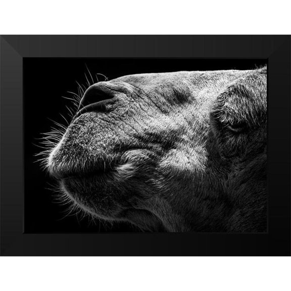 Sultan 14x11 Black Modern Framed Museum Art Print Titled - Camel