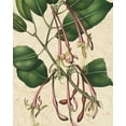 thumbnail image 2 of Vision Studio 15x18 Gold Ornate Wood Framed with Double Matting Museum Art Print Titled - Botanic Beauty I, 2 of 4