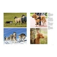 thumbnail image 2 of Animals in Photographs Dogs: A Celebration of Our Canine Friends, (Hardcover), 2 of 4