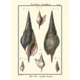 thumbnail image 4 of Denis Diderot 11x14 Black Modern Wood Framed Wall Art Titled - Sea Shells III, 4 of 6