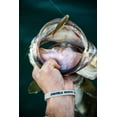 thumbnail image 3 of Berkley PowerBait The Champ Minnow Soft Fishing Bait, 3 of 7