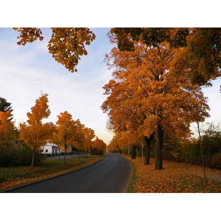 Canvas Print Trees Fall Foliage Road Autumn Landscape Avenue Stretched Canvas 10 x