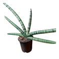 thumbnail image 3 of Planta sansevieria, 3 of 4